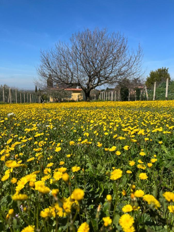 דירות מרינו La Terrazza Sul Ciliegio מראה חיצוני תמונה